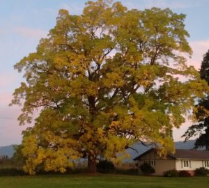 Tree in Autumn along North Cascade RailroadTrail in Skagit County