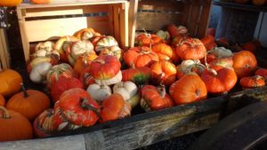 Vibrant Senior Options photo: Bright pumpkins and squash in a cart