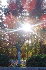 Autumn Tree | Photo taken on Orcas Island in October of 2015