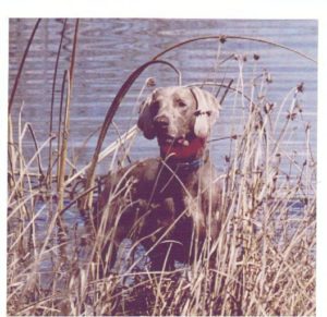 Holiday Habits and Healthy Pets. Picture of a large dog in tall brown grass.