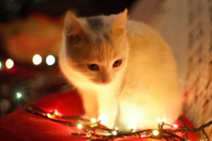 Beat the Holiday Blues