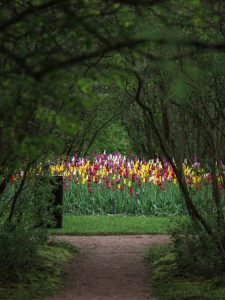 Garden Tours | Tulips in Skagit