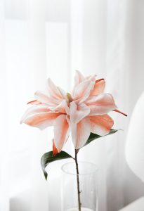 A pink flower in a glass vase on a table